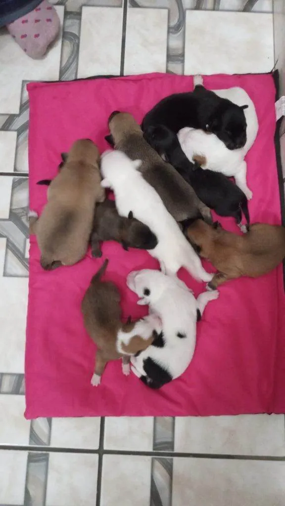 Cachorro ra a SRD-ViraLata idade Abaixo de 2 meses nome Falar com Dayane - Whats 11 98851-9530