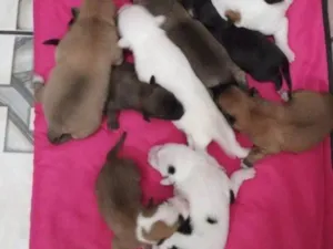 Cachorro raça SRD-ViraLata idade Abaixo de 2 meses nome Falar com Dayane - Whats 11 98851-9530