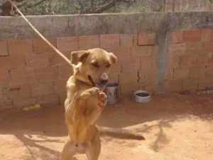 Cachorro raça SRD-ViraLata idade 2 a 6 meses nome Falar com Rute - Whats 21 97977-5715