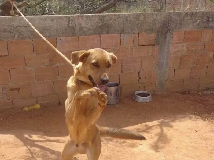 Cachorro ra a SRD-ViraLata idade 2 a 6 meses nome Falar com Rute - Whats 21 97977-5715