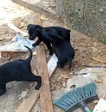 Cachorro ra a SRD-ViraLata idade Abaixo de 2 meses nome Falar com Maria - Whats 11 95276-9262