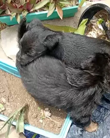 Cachorro ra a SRD-ViraLata idade Abaixo de 2 meses nome Falar com Maria - Whats 11 95276-9262