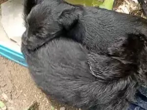 Cachorro raça SRD-ViraLata idade Abaixo de 2 meses nome Falar com Maria - Whats 11 95276-9262