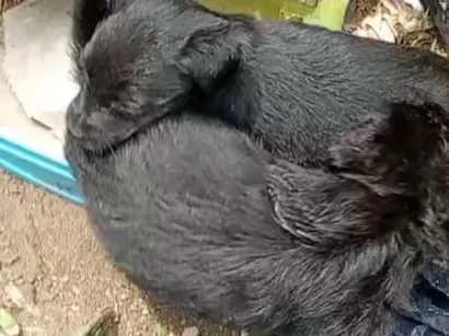 Cachorro raça SRD-ViraLata idade Abaixo de 2 meses nome Falar com Maria - Whats 11 95276-9262