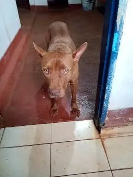 Cachorro ra a SRD-ViraLata idade 2 a 6 meses nome  Falar com Helena - Whats 11 99318-8427