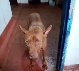 Cachorro ra a SRD-ViraLata idade 2 a 6 meses nome  Falar com Helena - Whats 11 99318-8427