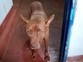 Cachorro ra a SRD-ViraLata idade 2 a 6 meses nome  Falar com Helena - Whats 11 99318-8427