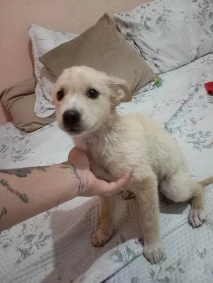 Cachorro ra a SRD-ViraLata idade Abaixo de 2 meses nome Falar com Laricya - Whats 11 98774-1005