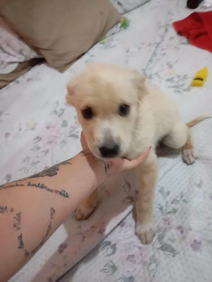 Cachorro ra a SRD-ViraLata idade Abaixo de 2 meses nome Falar com Laricya - Whats 11 98774-1005