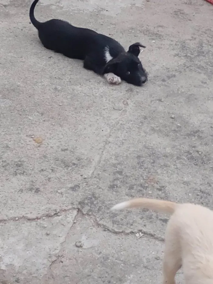 Cachorro ra a SRD-ViraLata idade Abaixo de 2 meses nome Falar com Laricya - Whats 11 98774-1005