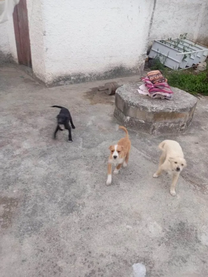 Cachorro ra a SRD-ViraLata idade Abaixo de 2 meses nome Falar com Laricya - Whats 11 98774-1005