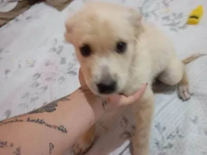 Cachorro raça SRD-ViraLata idade Abaixo de 2 meses nome Falar com Laricya - Whats 11 98774-1005