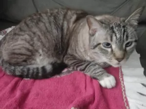 Gato raça SRD-ViraLata idade 2 a 6 meses nome  Falar com Sarah - Whats 11 97030-4464