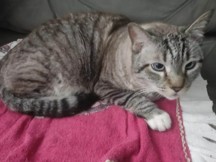 Gato ra a SRD-ViraLata idade 2 a 6 meses nome  Falar com Sarah - Whats 11 97030-4464