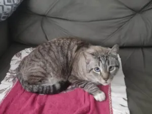 Gato raça SRD-ViraLata idade 2 a 6 meses nome  Falar com Sarah - Whats 11 97030-4464