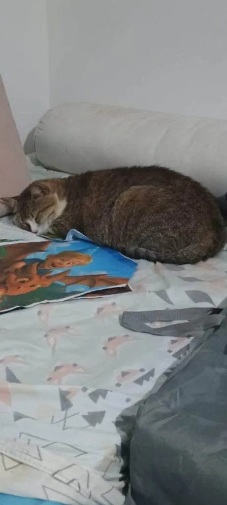 Gato ra a SRD-ViraLata idade 2 a 6 meses nome Falar com Fabio - Whats 21 97570-0797