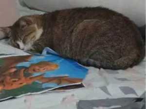 Gato raça SRD-ViraLata idade 2 a 6 meses nome Falar com Fabio - Whats 21 97570-0797