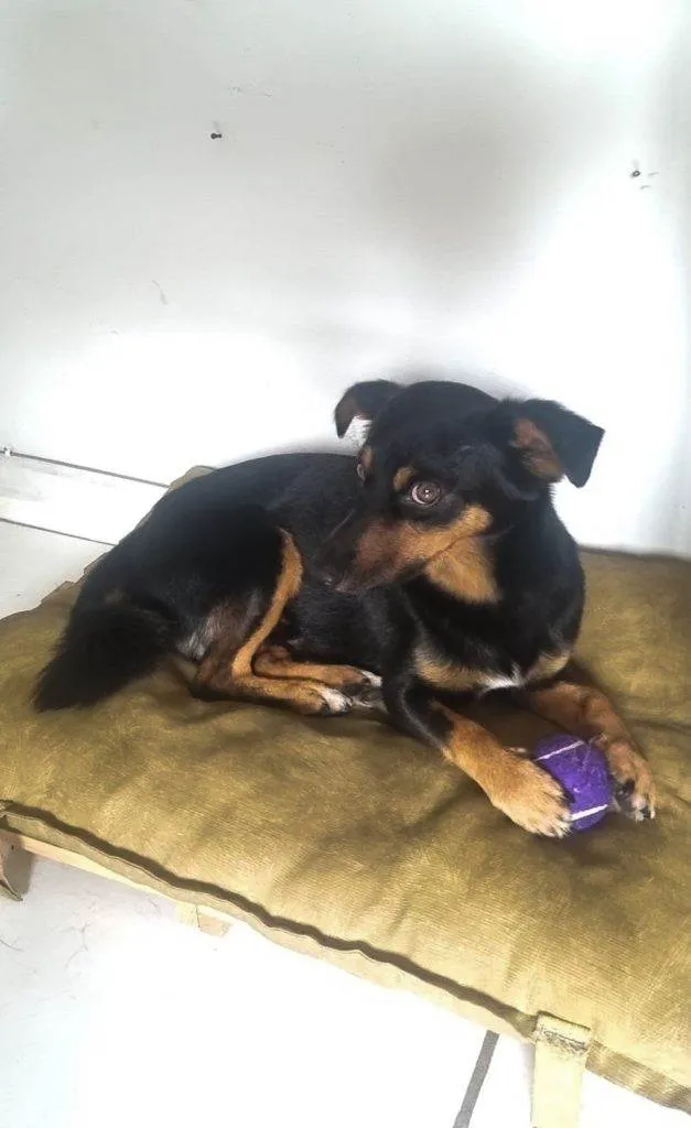 Cachorro ra a SRD-ViraLata idade 2 a 6 meses nome Falar com Giovana - Whats 12 98838-2166