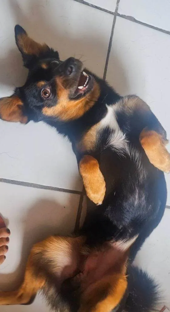 Cachorro ra a SRD-ViraLata idade 2 a 6 meses nome Falar com Giovana - Whats 12 98838-2166