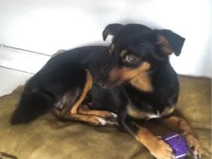 Cachorro raça SRD-ViraLata idade 2 a 6 meses nome Falar com Giovana - Whats 12 98838-2166