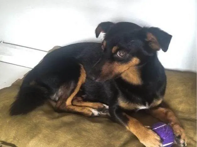 Cachorro ra a SRD-ViraLata idade 2 a 6 meses nome Falar com Giovana - Whats 12 98838-2166