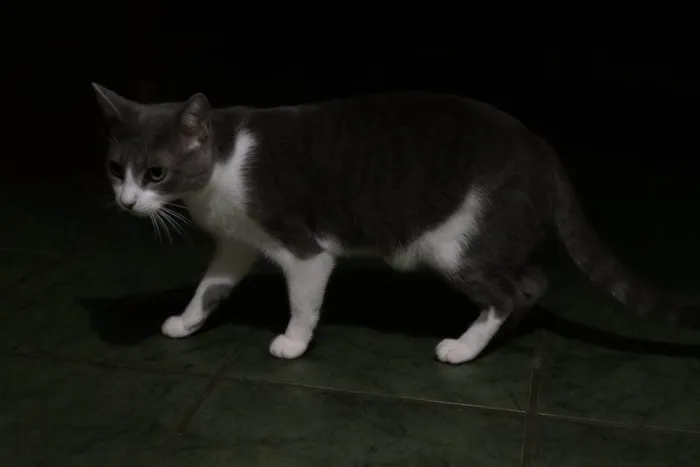 Gato ra a SRD-ViraLata idade 2 a 6 meses nome Falar com Pamela - Whats 11 98173-9529