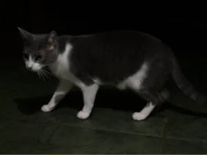 Gato raça SRD-ViraLata idade 2 a 6 meses nome Falar com Pamela - Whats 11 98173-9529