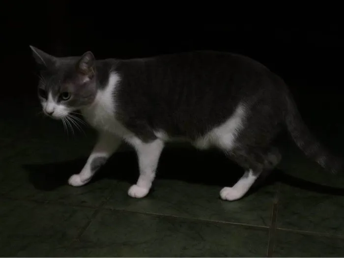 Gato ra a SRD-ViraLata idade 2 a 6 meses nome Falar com Pamela - Whats 11 98173-9529