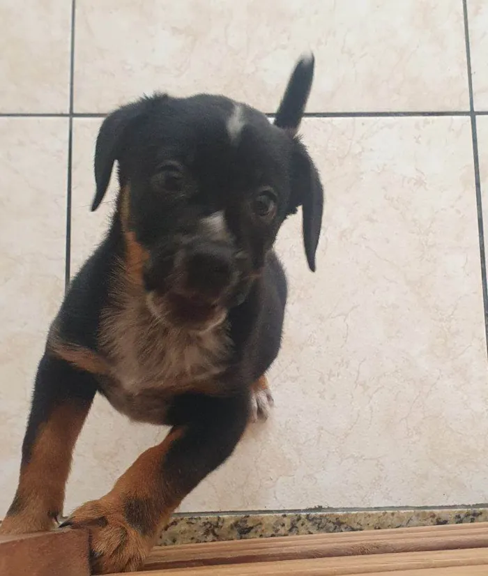 Cachorro ra a SRD-ViraLata idade Abaixo de 2 meses nome Falar com Jurandir - Whats 11 96872-6895