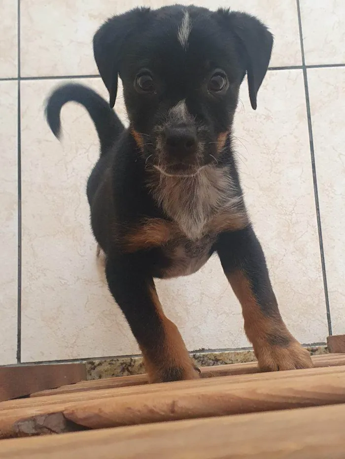 Cachorro ra a SRD-ViraLata idade Abaixo de 2 meses nome Falar com Jurandir - Whats 11 96872-6895