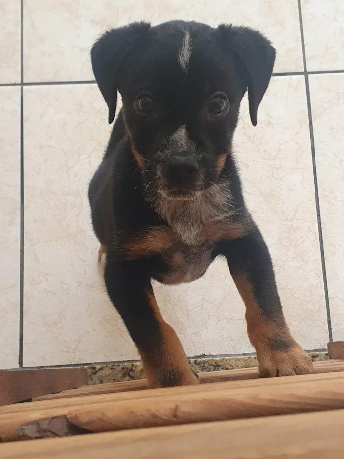 Cachorro ra a SRD-ViraLata idade Abaixo de 2 meses nome Falar com Jurandir - Whats 11 96872-6895