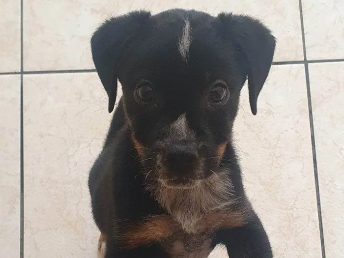 Cachorro ra a SRD-ViraLata idade Abaixo de 2 meses nome Falar com Jurandir - Whats 11 96872-6895