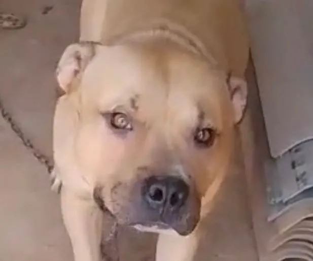 Cachorro ra a Pit-Bull idade 2 a 6 meses nome Thor 