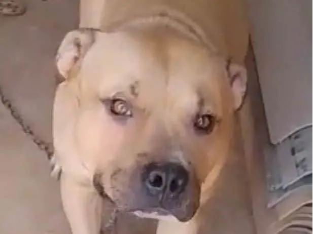 Cachorro ra a Pit-Bull idade 2 a 6 meses nome Thor 