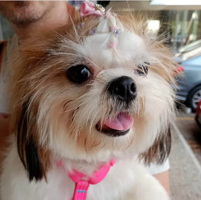 Cachorro ra a Shitzu idade 1 ano nome Cherrie 