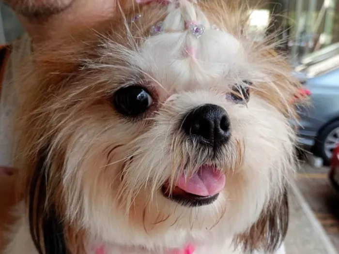 Cachorro ra a Shitzu idade 1 ano nome Cherrie 