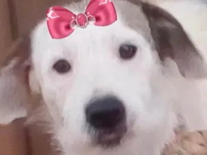 Cachorro raça Labrador idade 7 a 11 meses nome Luna 