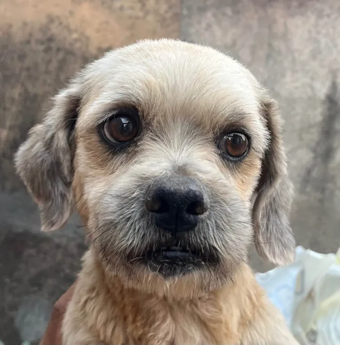 Cachorro ra a Shitzu idade 1 ano nome Fred 