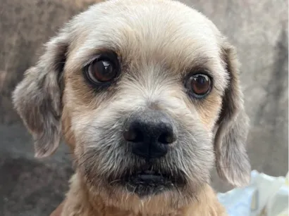 Cachorro raça Shitzu idade 1 ano nome Fred 