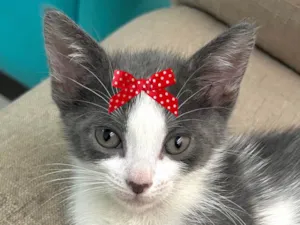 Gato raça SRD-ViraLata idade 2 a 6 meses nome Mel 