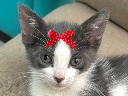 Gato raça SRD-ViraLata idade 2 a 6 meses nome Mel 