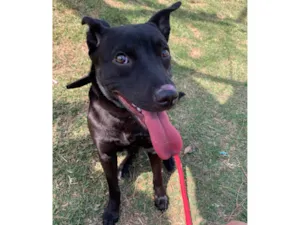 Cachorro raça SRD-ViraLata idade 7 a 11 meses nome Kyara 