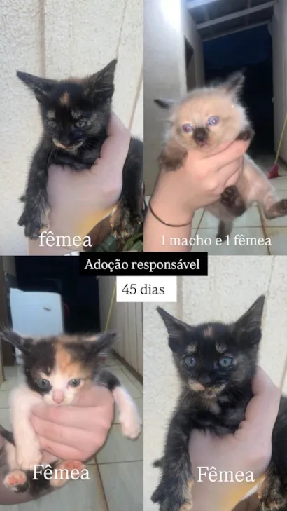 Gato raça SRD-ViraLata idade Abaixo de 2 meses nome Quinteto 