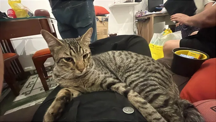 Gato ra a SRD-ViraLata idade 1 ano nome Tigrão