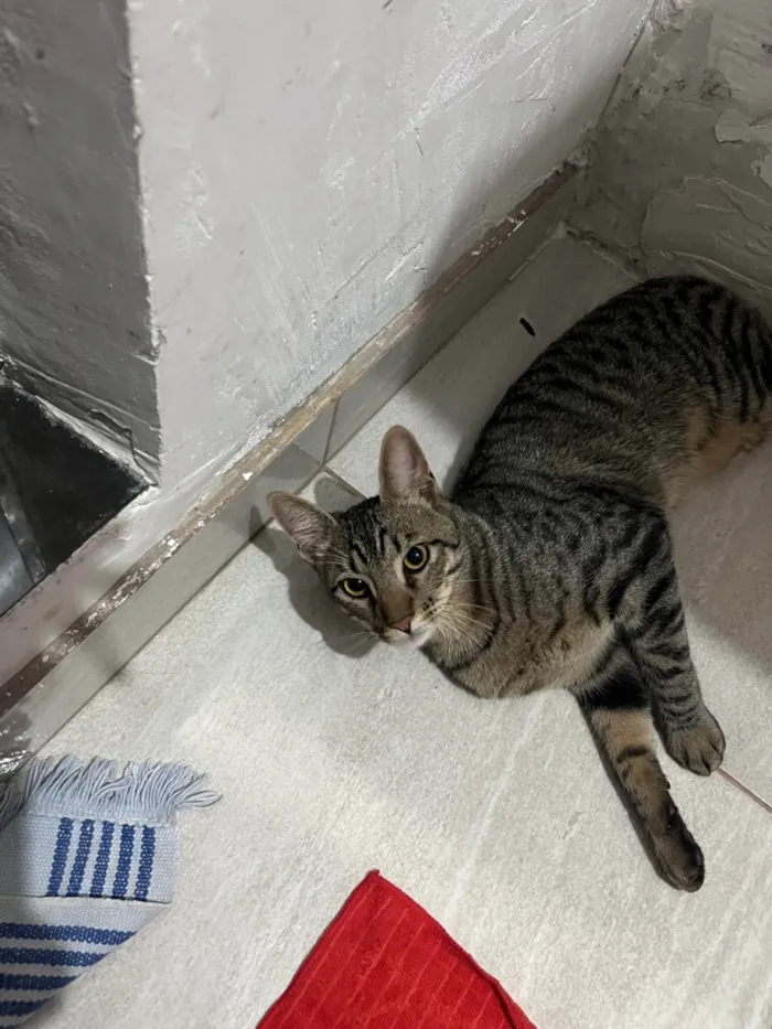 Gato ra a SRD-ViraLata idade 1 ano nome Tigrão