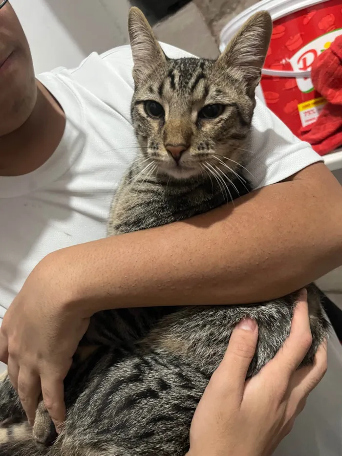 Gato ra a SRD-ViraLata idade 1 ano nome Tigrão