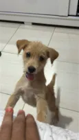 Cachorro ra a SRD-ViraLata idade 2 a 6 meses nome Lili