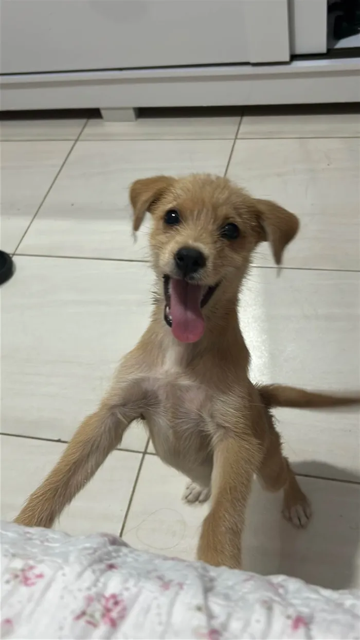 Cachorro ra a SRD-ViraLata idade 2 a 6 meses nome Lili