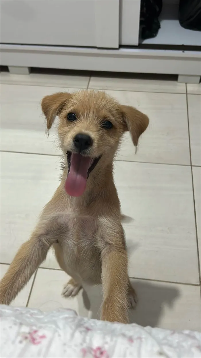 Cachorro ra a SRD-ViraLata idade 2 a 6 meses nome Lili