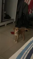 Cachorro ra a SRD-ViraLata idade 2 a 6 meses nome Lili